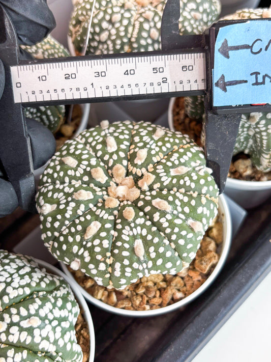 Astrophytum Super Kabuto (t7) (y5) | Imported Plants | 3" Pot
