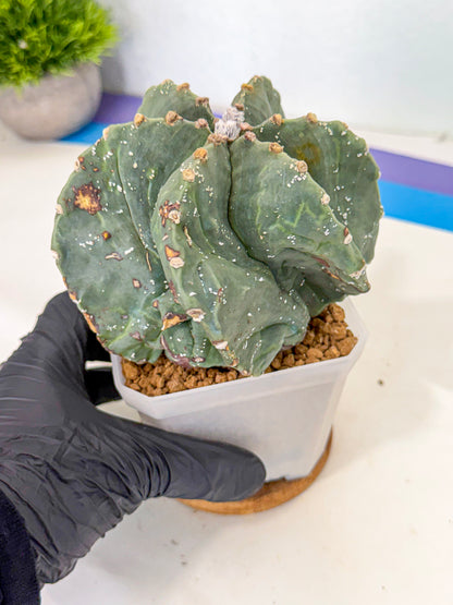 Astrophytum myriostigma 'Fukuryu' (pp) | Desert Plant