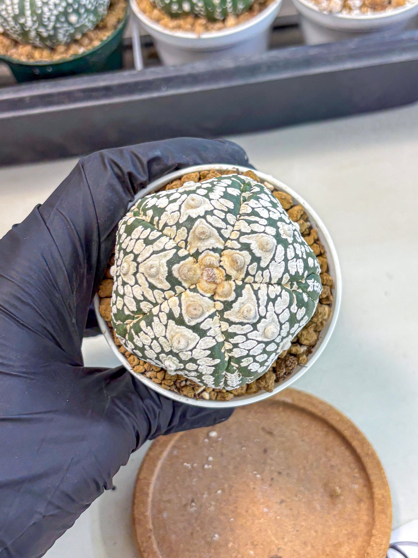 Astrophytum 5-Ribs (at7) (y6) | Living Rocks