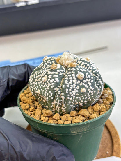 Astrophytum Fukuryu (at8) (08) | Rare Plant | Succulent Cactus