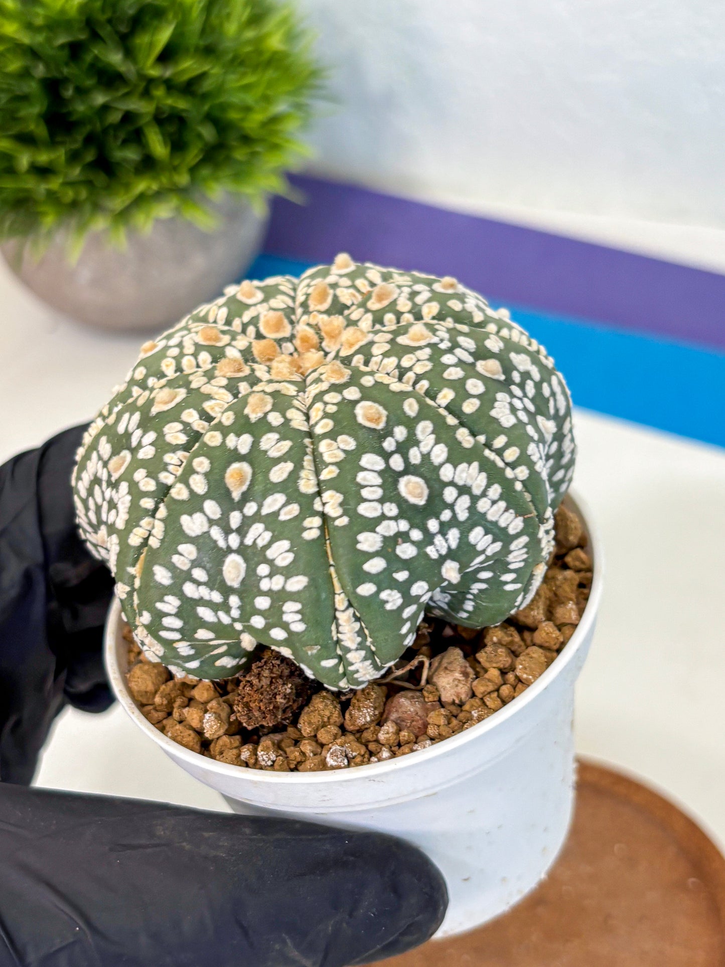 Astrophytum Super Kabuto (at10) (08) | sand dollar cactus