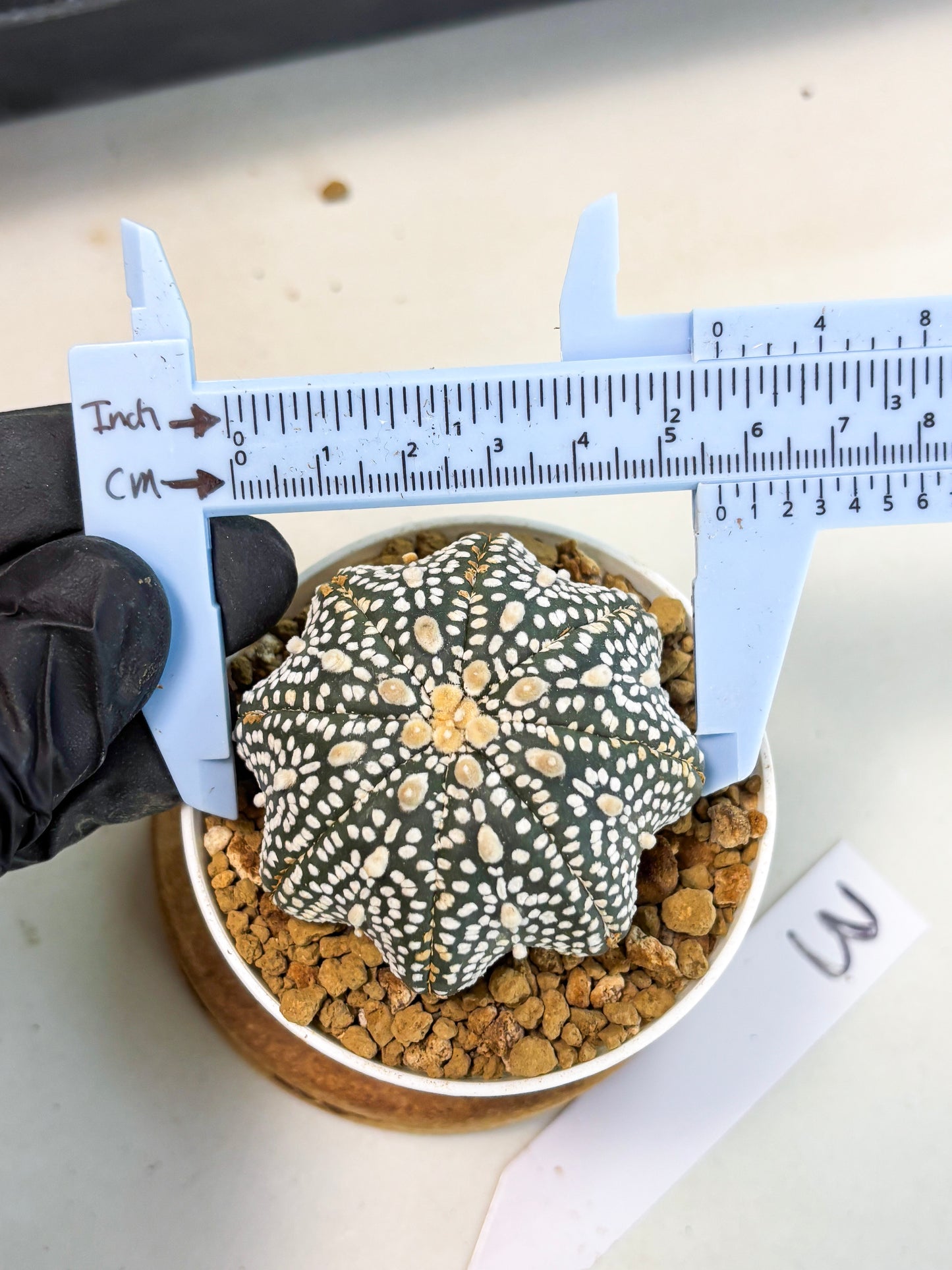 Astrophytum Star Shape (at3) (p3) | Very Rare Cactus