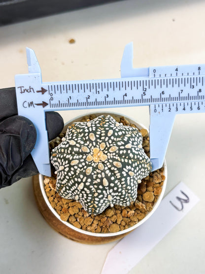 Astrophytum Star Shape (at3) (p3) | Very Rare Cactus