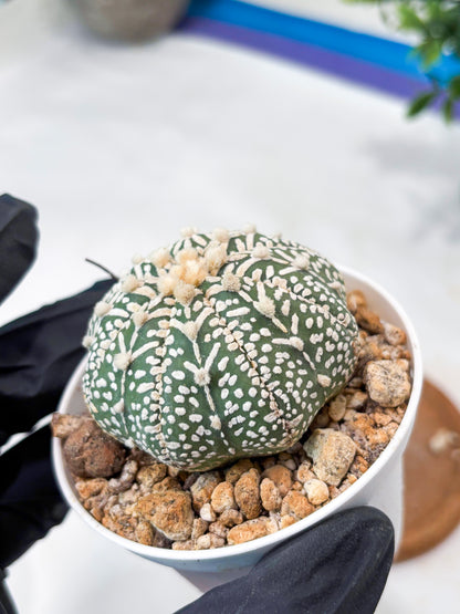 Astrophytum V-Type (T8) (b5) | SHIP from USA