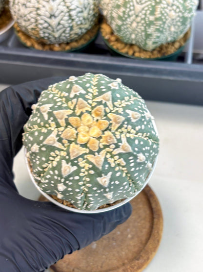 Astrophytum V-Type (at6) (y3) | Rare Star Cactus