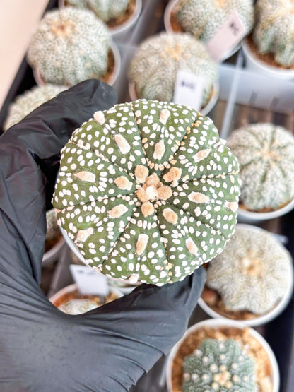 Astrophytum Super Kabuto (t7) (y5) | Imported Plants | 3" Pot