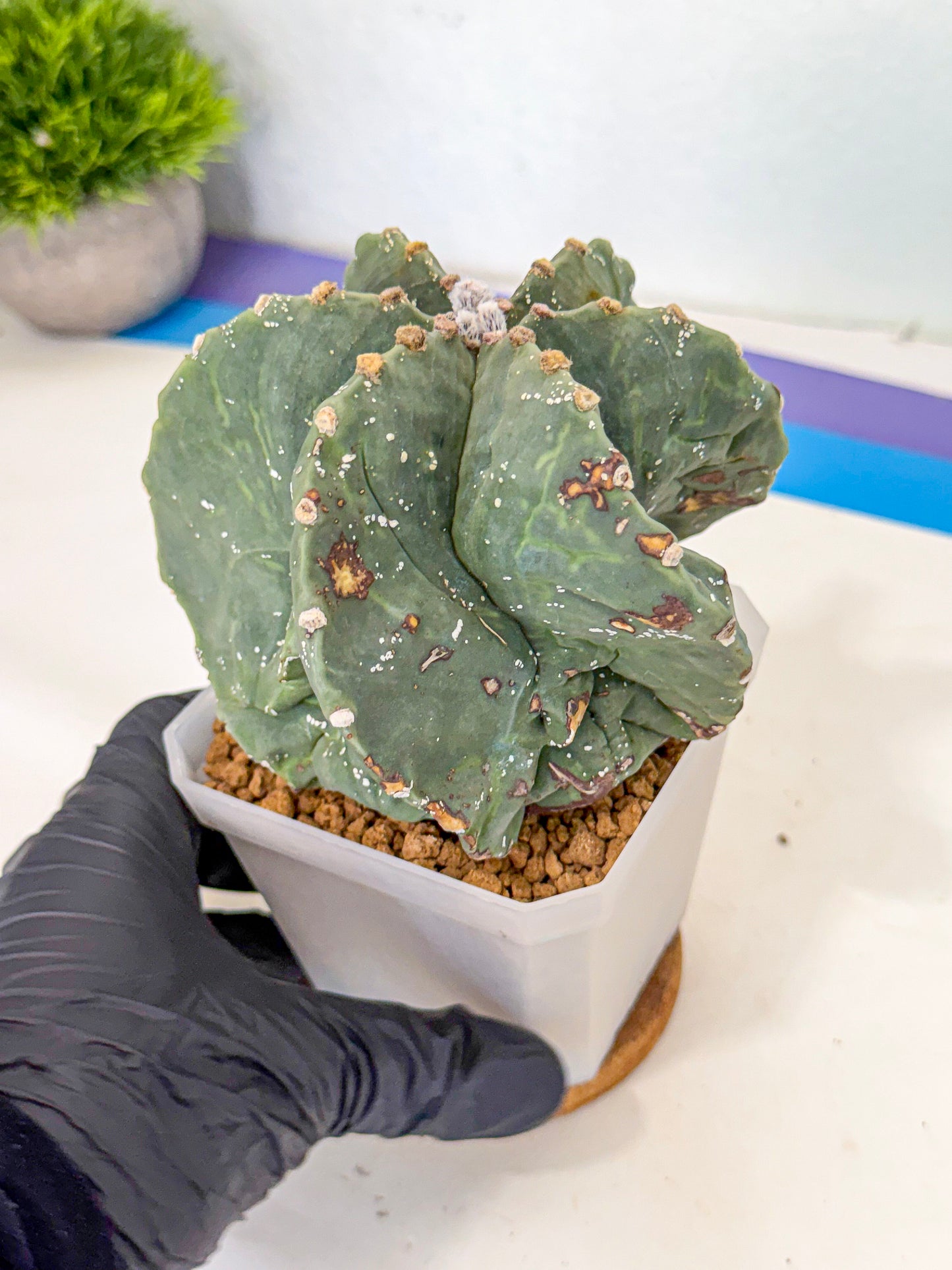 Astrophytum myriostigma 'Fukuryu' (pp) | Desert Plant