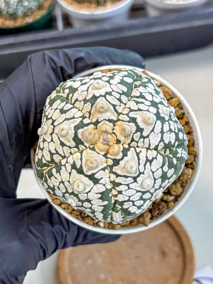 Astrophytum 5-Ribs (at7) (y6) | Living Rocks