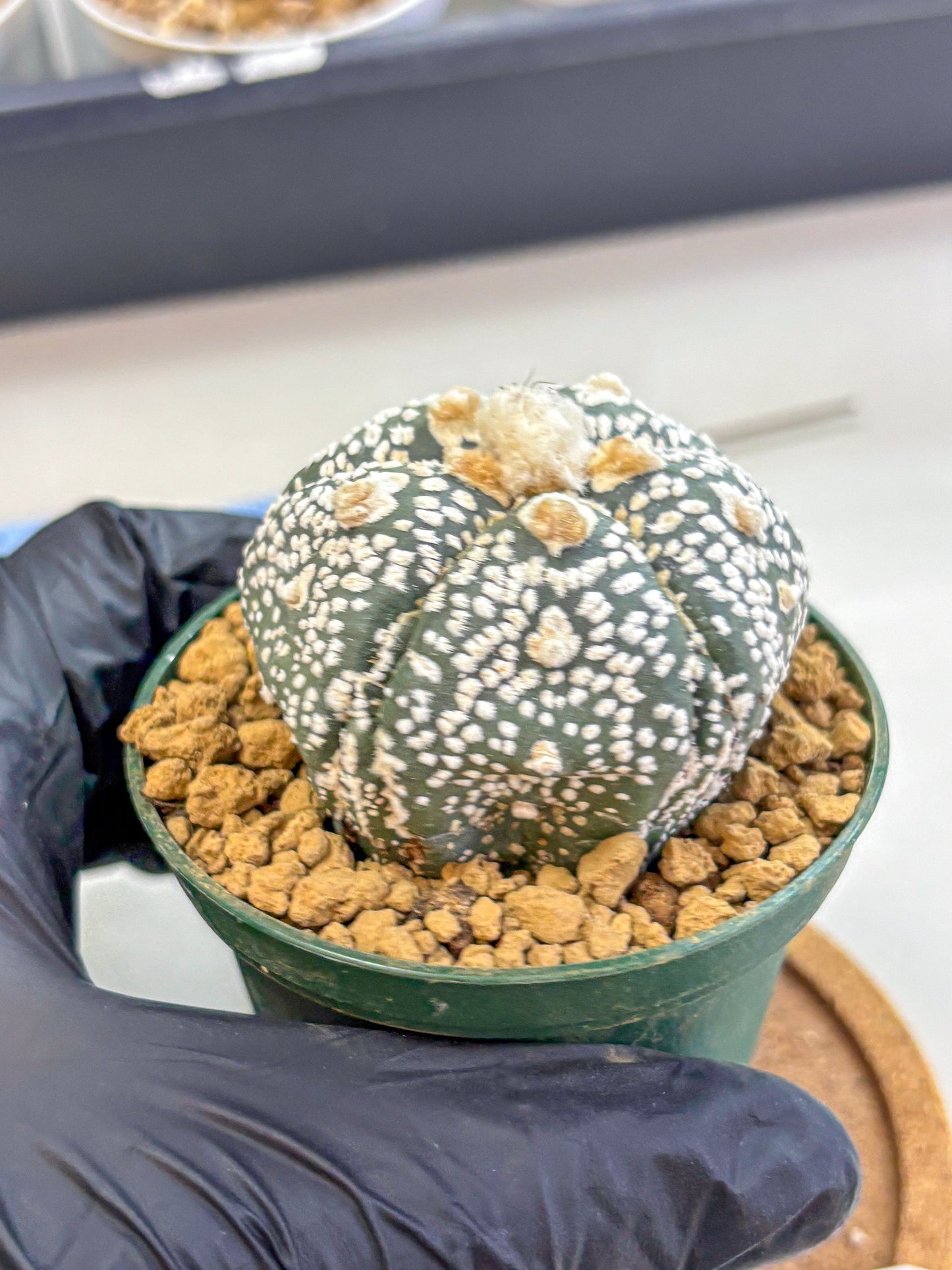 Astrophytum Fukuryu (at8) (08) | Rare Plant | Succulent Cactus