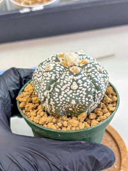 Astrophytum Fukuryu (at8) (08) | Rare Plant | Succulent Cactus