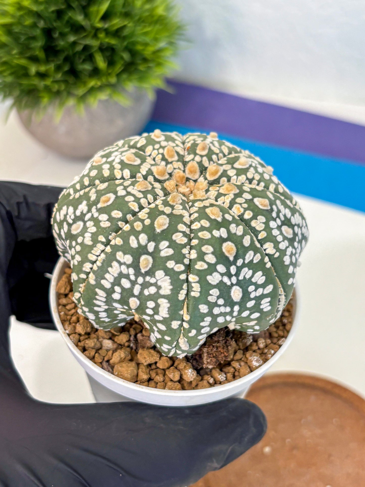 Astrophytum Super Kabuto (at10) (08) | sand dollar cactus