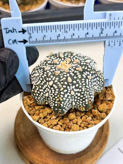Astrophytum Star Shape (at3) (p3) | Very Rare Cactus