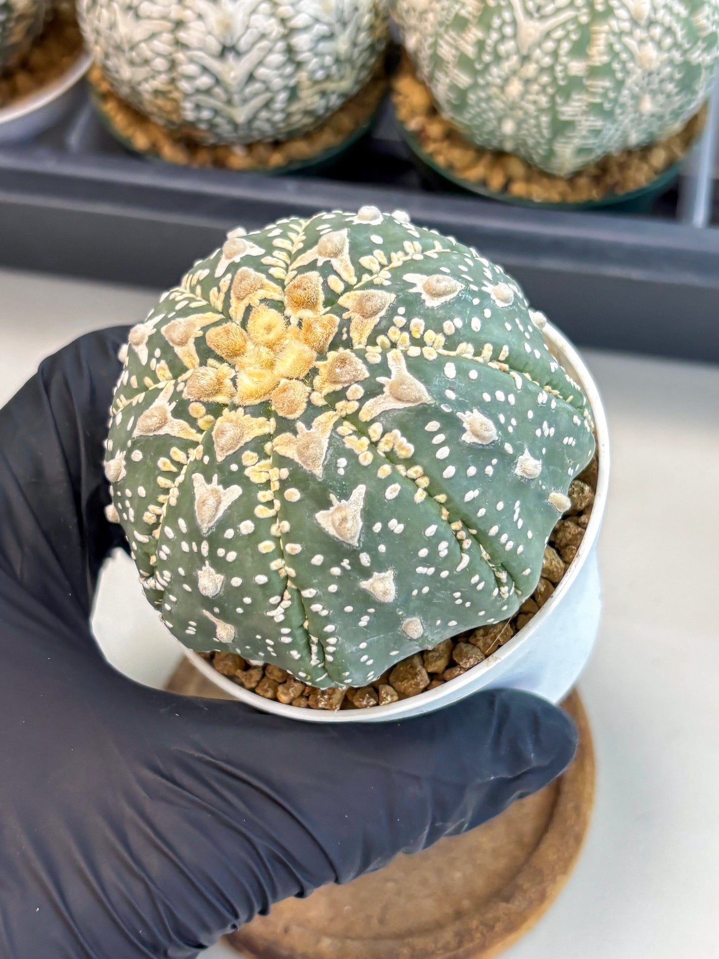 Astrophytum V-Type (at6) (y3) | Rare Star Cactus