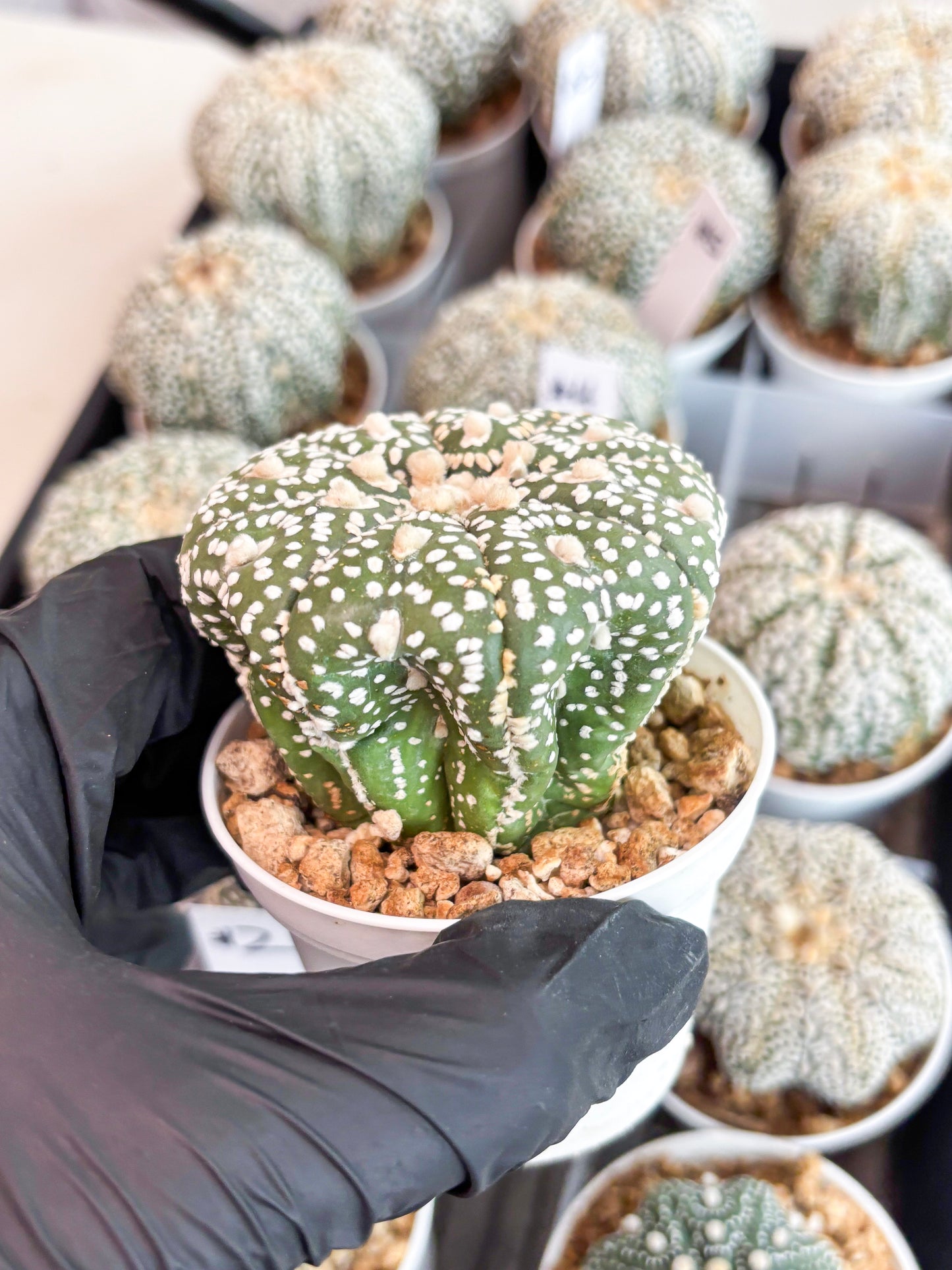 Astrophytum Super Kabuto (t7) (y5) | Imported Plants | 3" Pot
