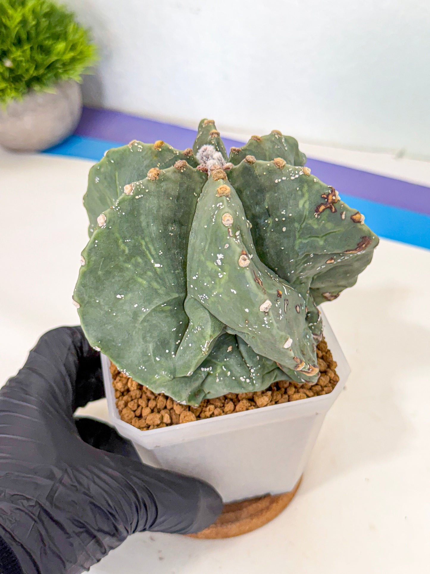 Astrophytum myriostigma 'Fukuryu' (pp) | Desert Plant