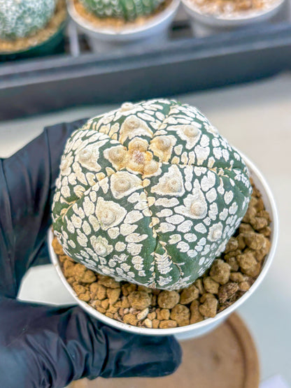 Astrophytum 5-Ribs (at7) (y6) | Living Rocks