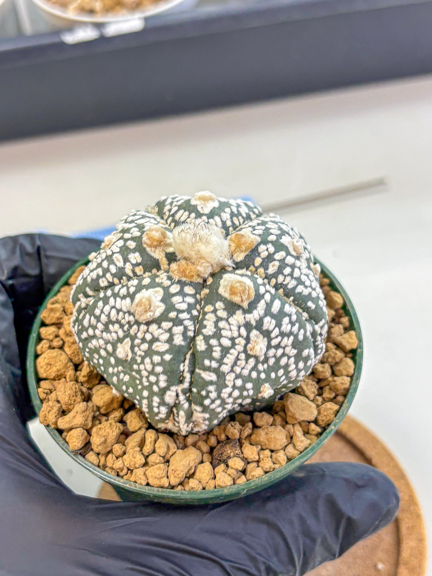 Astrophytum Fukuryu (at8) (08) | Rare Plant | Succulent Cactus