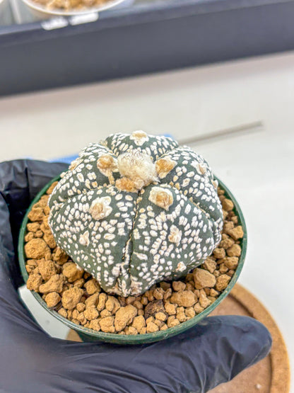 Astrophytum Fukuryu (at8) (08) | Rare Plant | Succulent Cactus