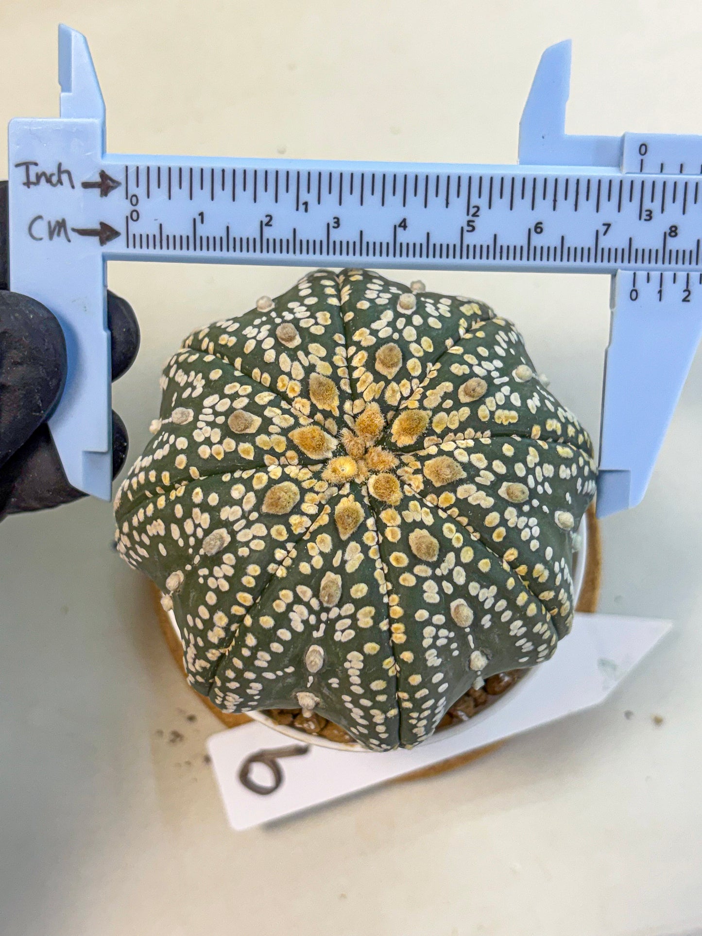 Astrophytum Super Kabuto (at10) (09) | sand dollar cactus