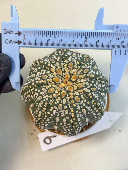Astrophytum Super Kabuto (at10) (09) | sand dollar cactus