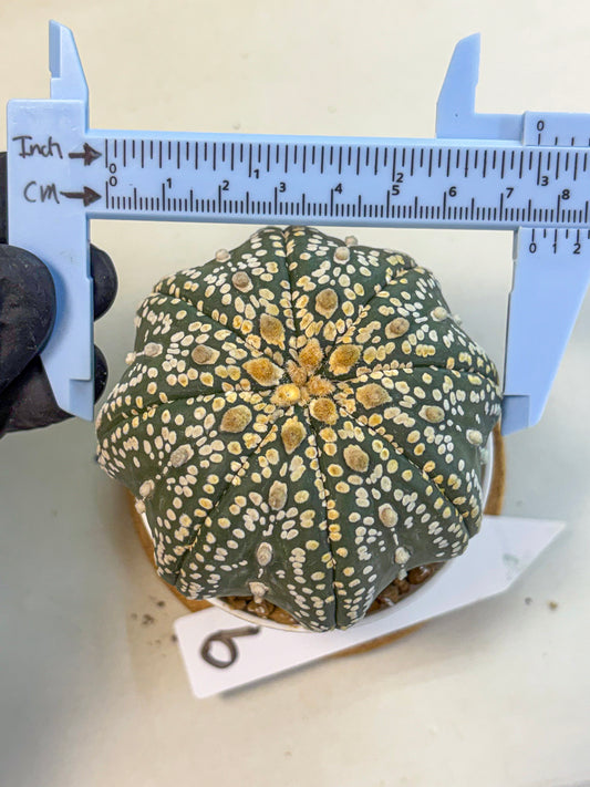 Astrophytum Super Kabuto (at10) (09) | sand dollar cactus