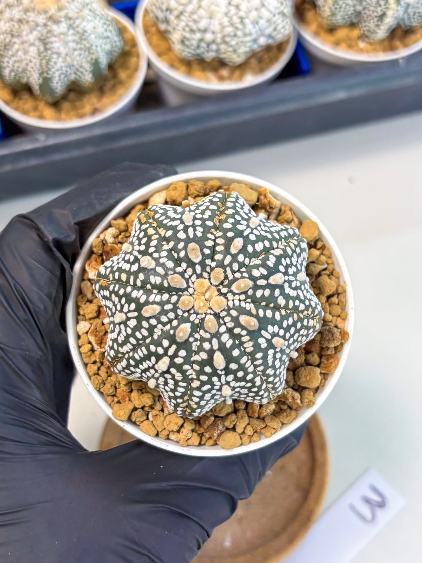 Astrophytum Star Shape (at3) (p3) | Very Rare Cactus