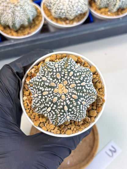 Astrophytum Star Shape (at3) (p3) | Very Rare Cactus
