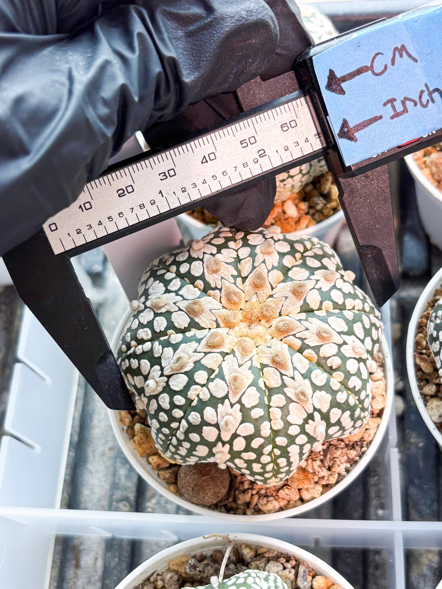 Astrophytum V-Type (T8) (b6) | SHIP from USA