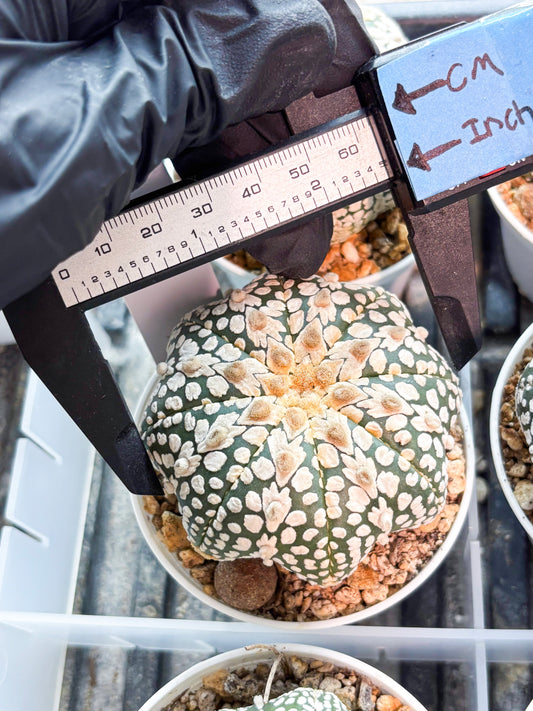 Astrophytum V-Type (T8) (b6) | SHIP from USA