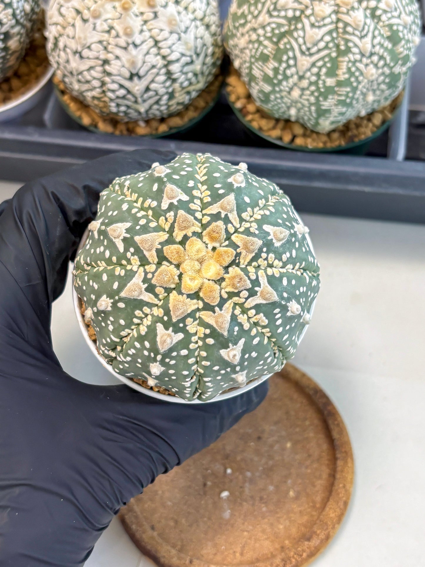 Astrophytum V-Type (at6) (y3) | Rare Star Cactus