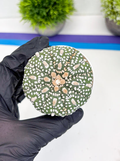 Astrophytum Super Kabuto (t7) (y5) | Imported Plants | 3" Pot