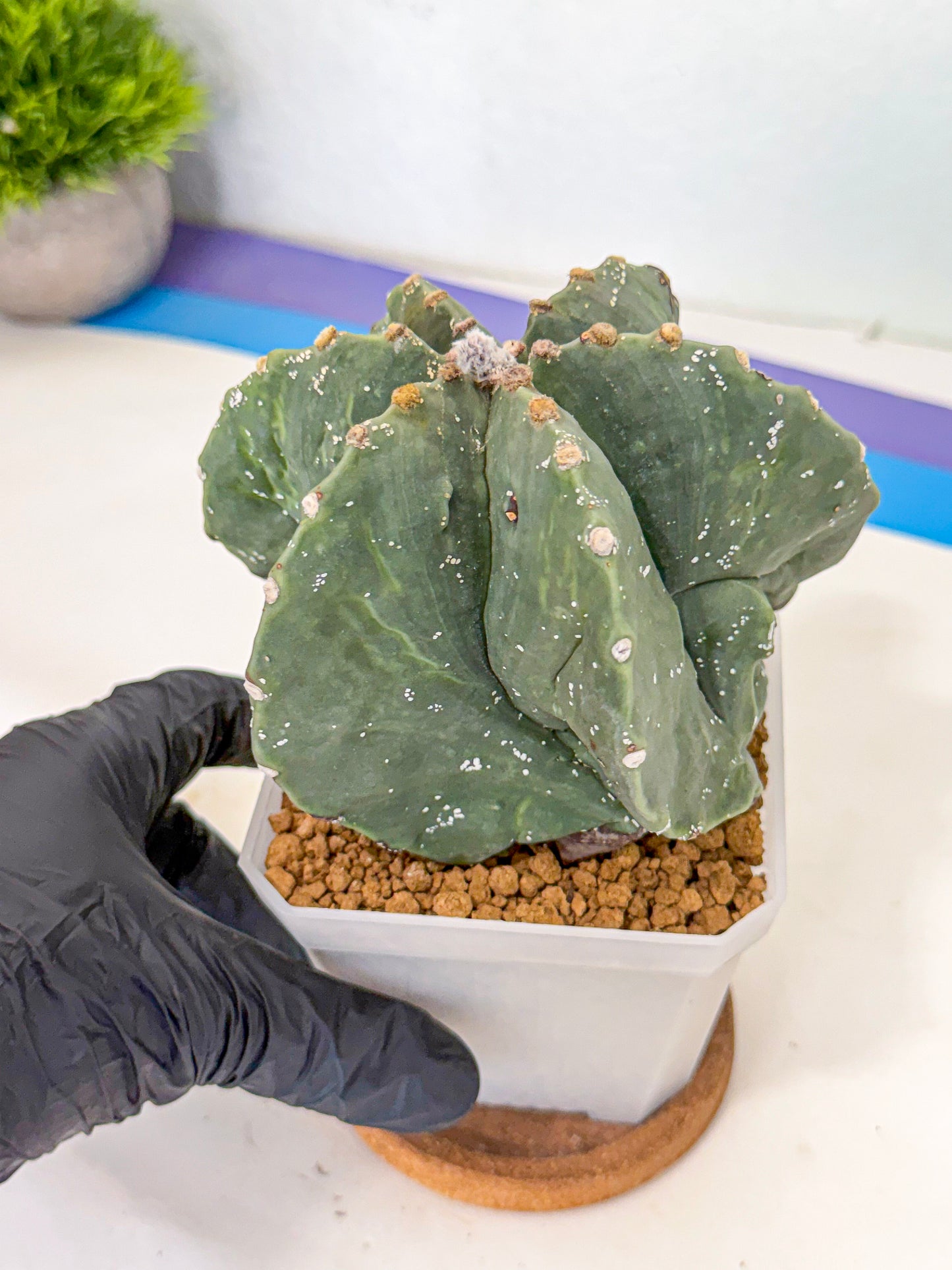Astrophytum myriostigma 'Fukuryu' (pp) | Desert Plant