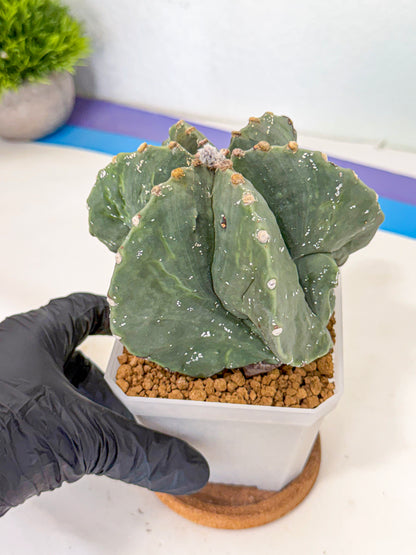 Astrophytum myriostigma 'Fukuryu' (pp) | Desert Plant