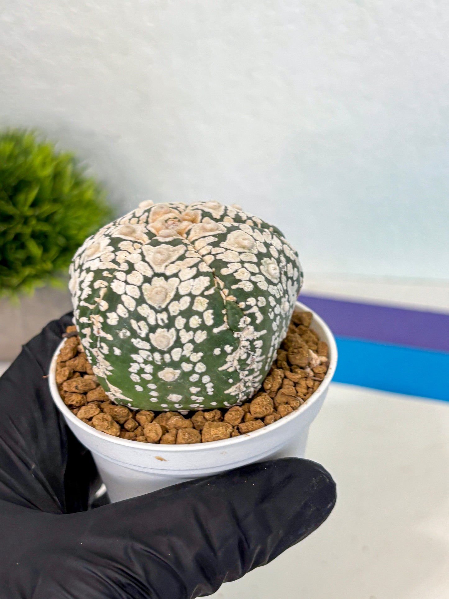 Astrophytum 5-Ribs (at7) (y6) | Living Rocks