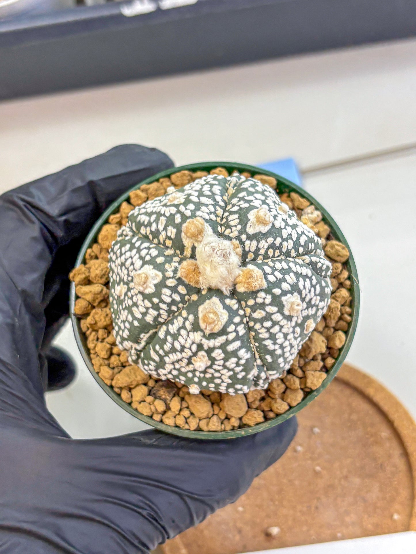 Astrophytum Fukuryu (at8) (08) | Rare Plant | Succulent Cactus