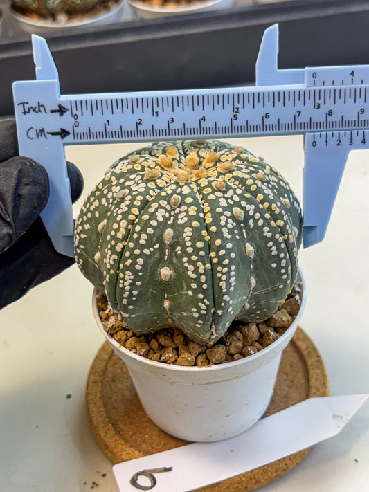 Astrophytum Super Kabuto (at10) (09) | sand dollar cactus