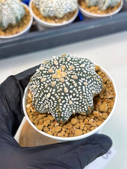 Astrophytum Star Shape (at3) (p3) | Very Rare Cactus