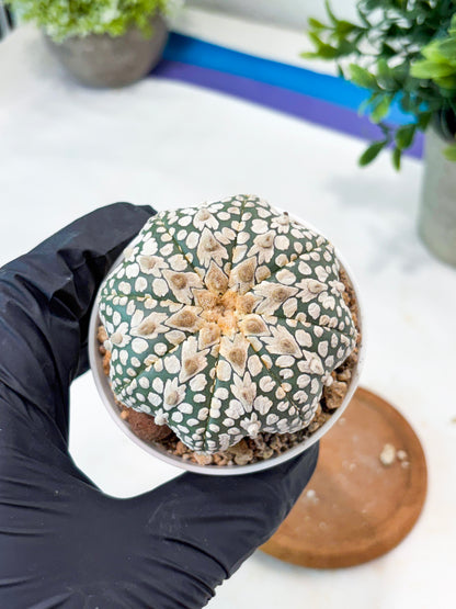 Astrophytum V-Type (T8) (b6) | SHIP from USA