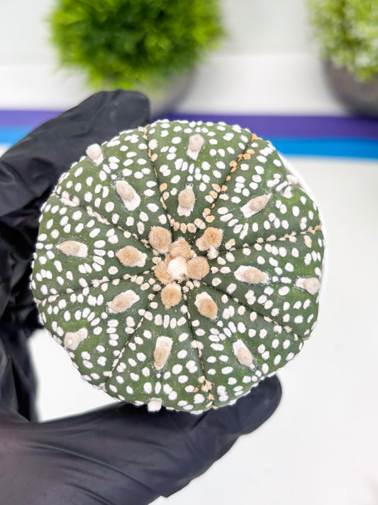 Astrophytum Super Kabuto (t7) (y5) | Imported Plants | 3" Pot