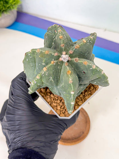 Astrophytum myriostigma 'Fukuryu' (pp) | Desert Plant