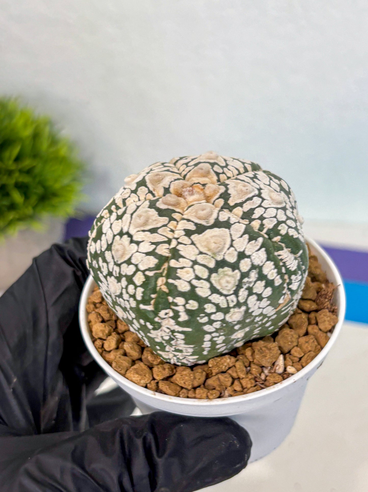 Astrophytum 5-Ribs (at7) (y6) | Living Rocks