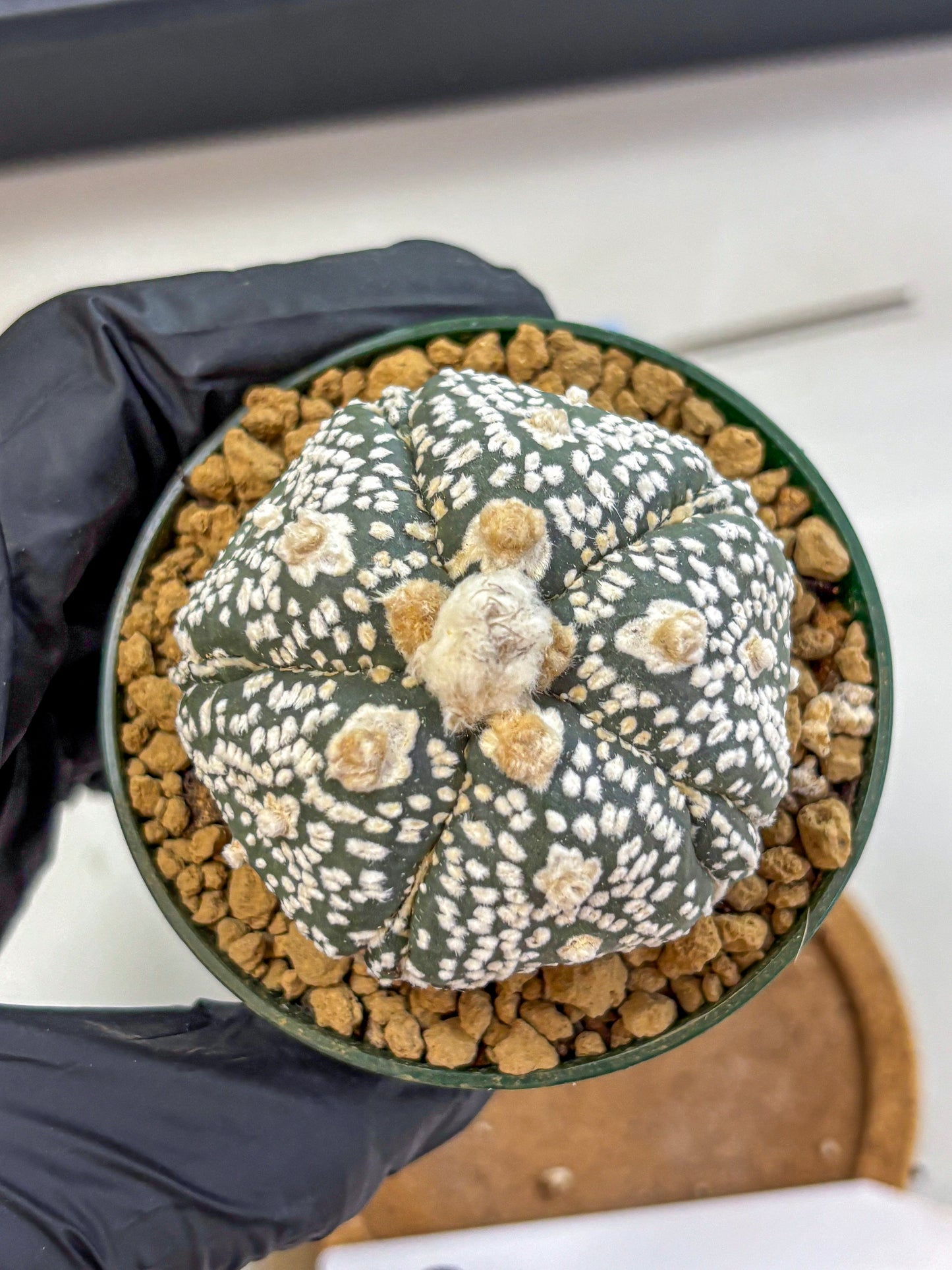 Astrophytum Fukuryu (at8) (08) | Rare Plant | Succulent Cactus