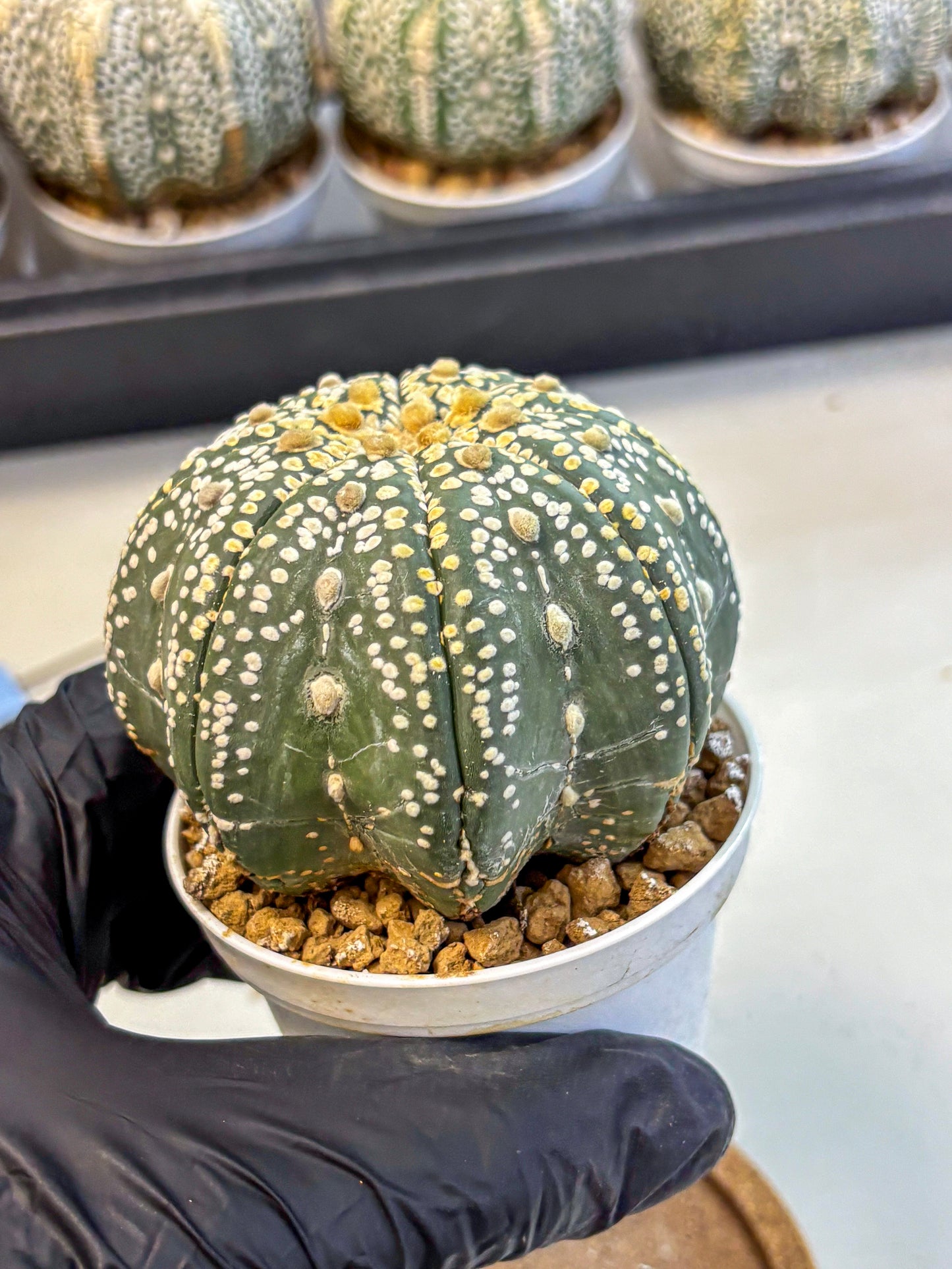 Astrophytum Super Kabuto (at10) (09) | sand dollar cactus