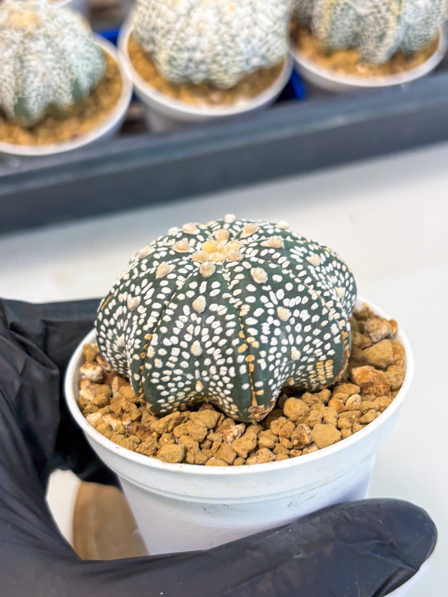Astrophytum Star Shape (at3) (p3) | Very Rare Cactus