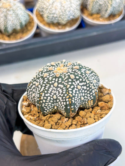 Astrophytum Star Shape (at3) (p3) | Very Rare Cactus