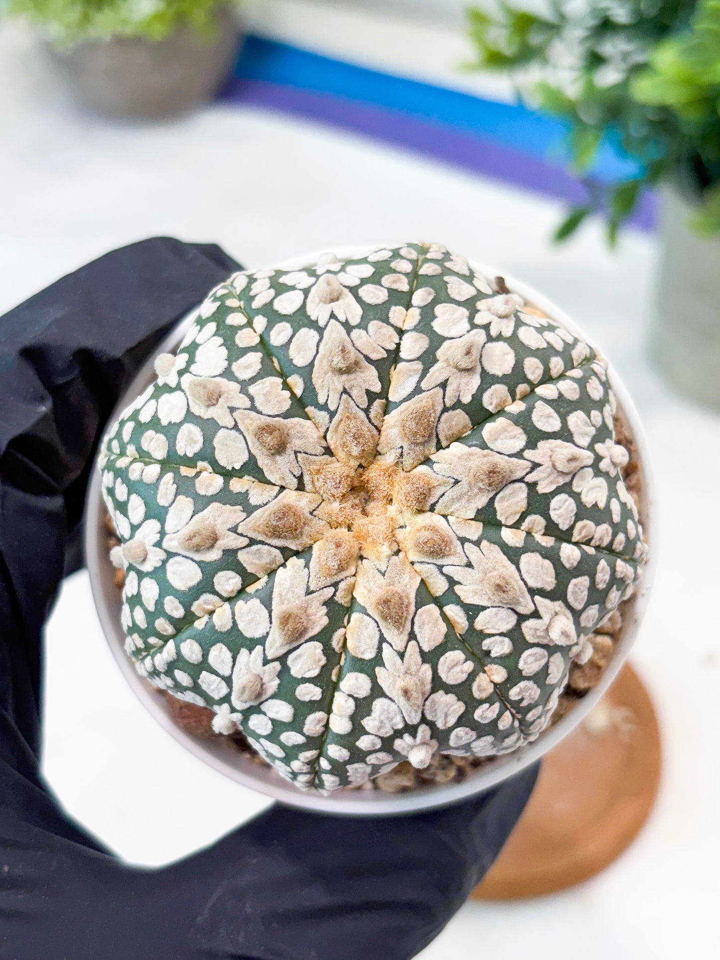 Astrophytum V-Type (T8) (b6) | SHIP from USA
