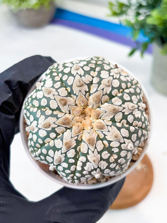 Astrophytum V-Type (T8) (b6) | SHIP from USA