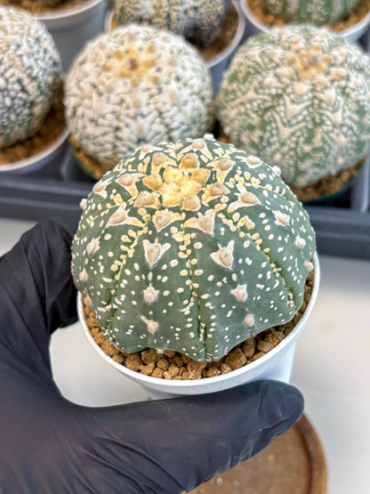 Astrophytum V-Type (at6) (y3) | Rare Star Cactus