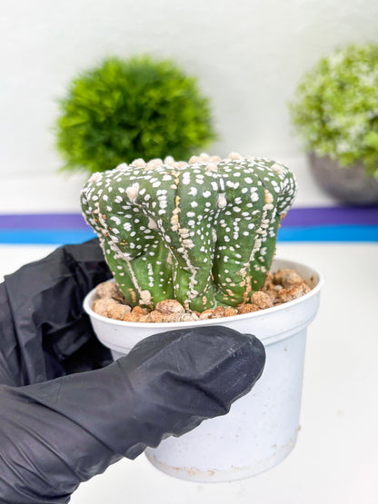 Astrophytum Super Kabuto (t7) (y5) | Imported Plants | 3" Pot