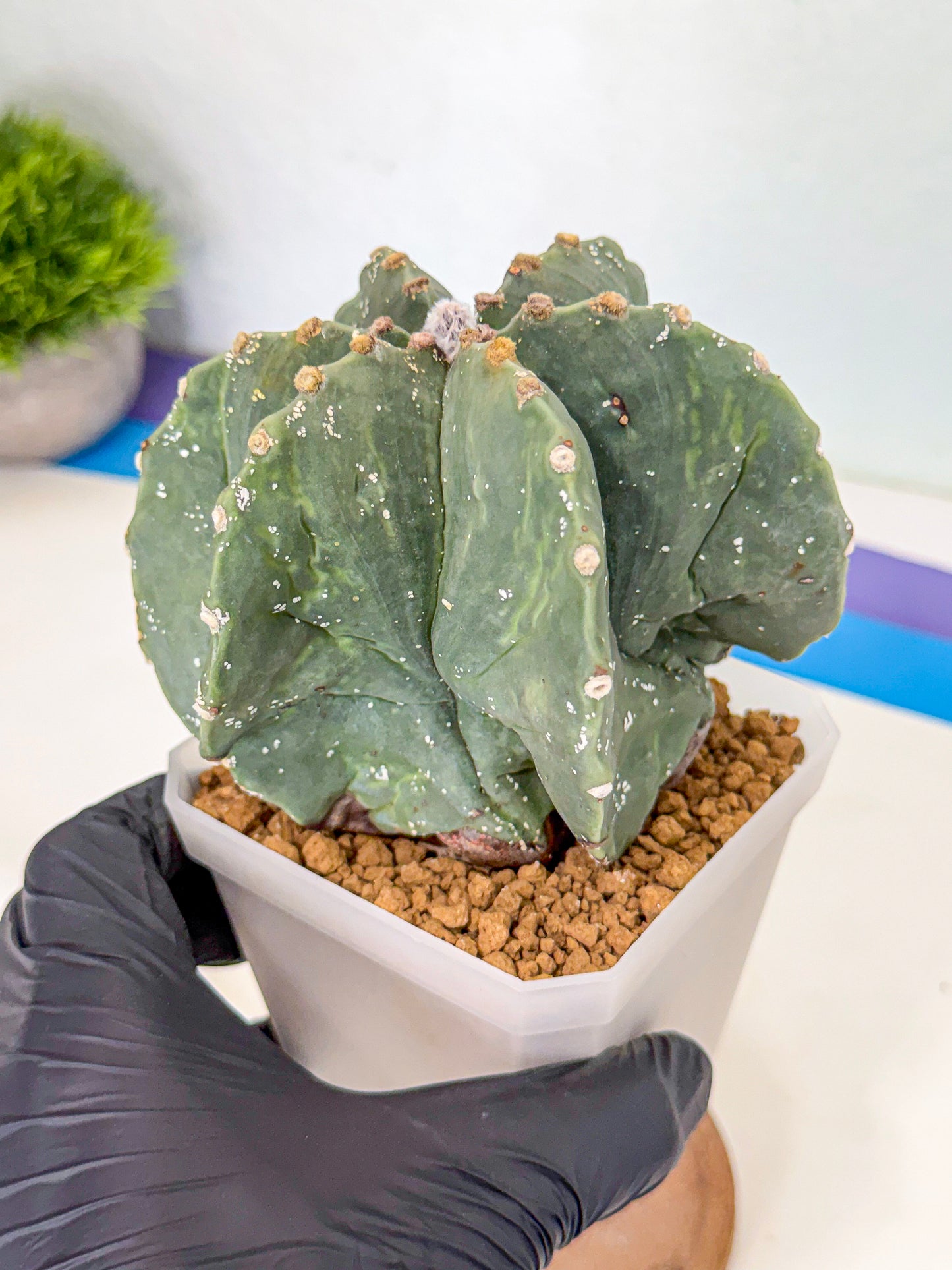 Astrophytum myriostigma 'Fukuryu' (pp) | Desert Plant